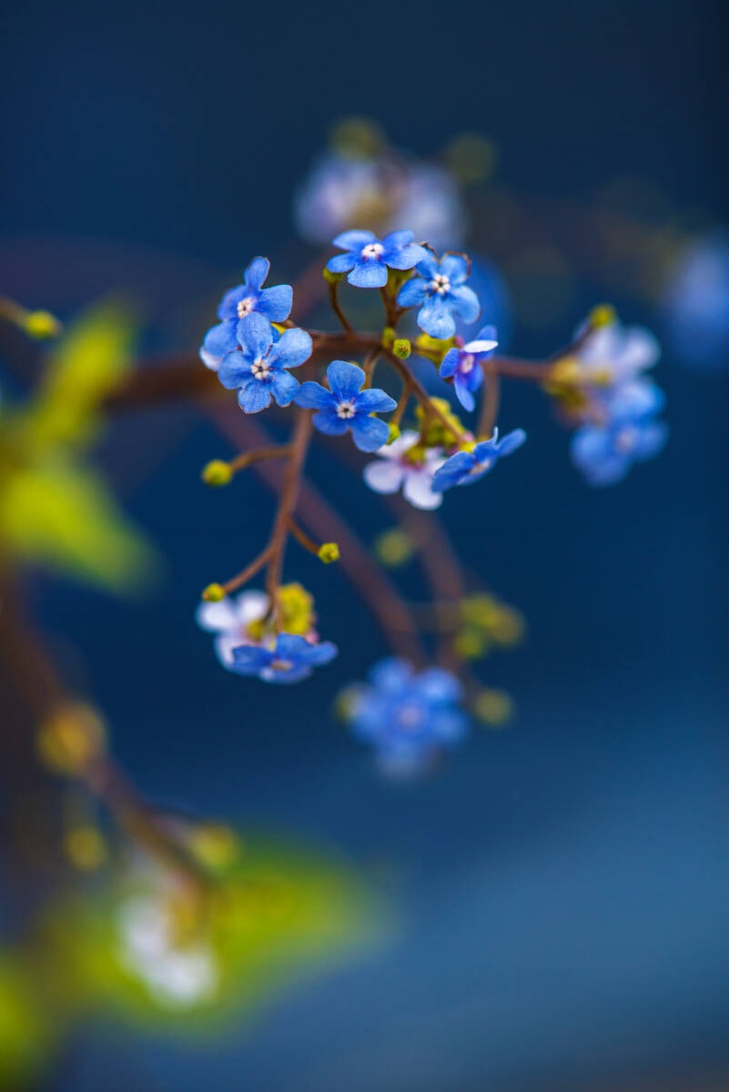 Kaukasisch vergeet-me-nietje (Brunnera macrophylla)