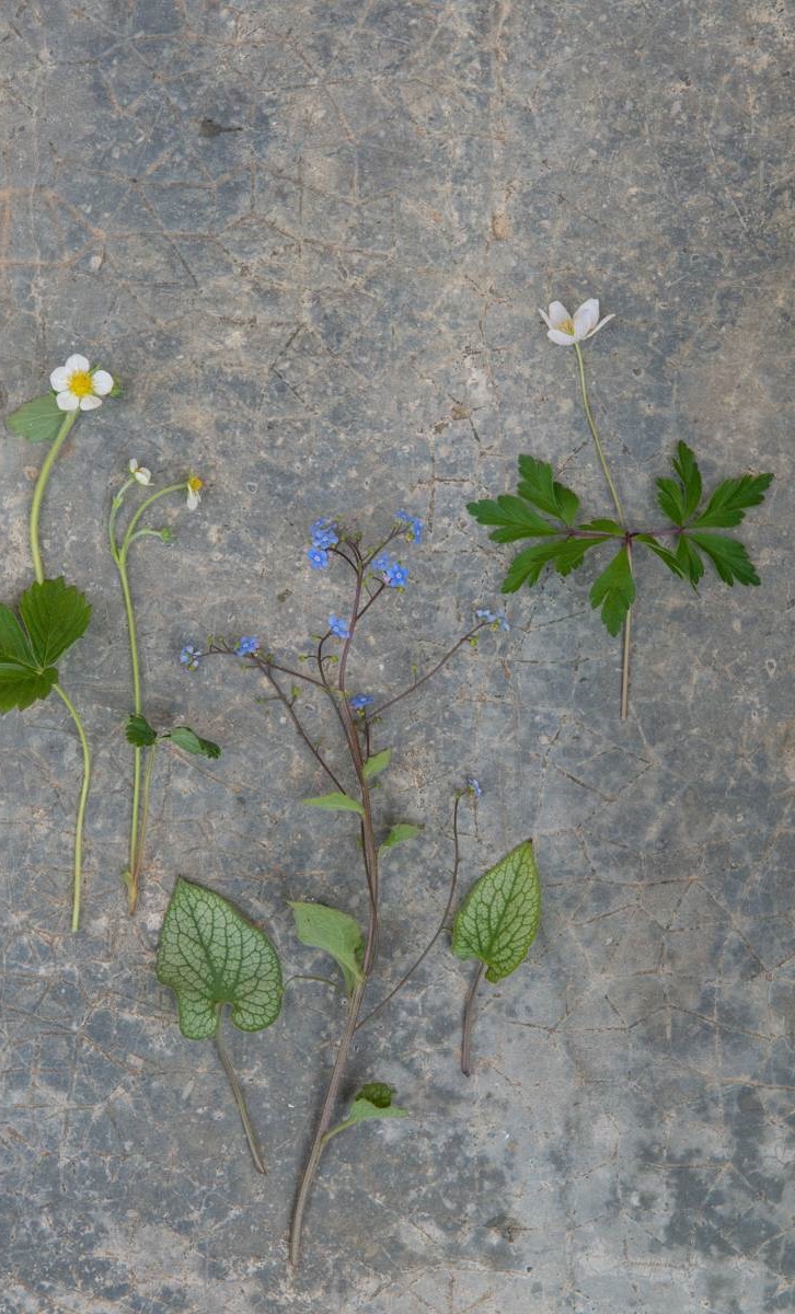 Tuinieren in potten - Brunnera vesca, Fragaria moschata, Anemone nemerosa