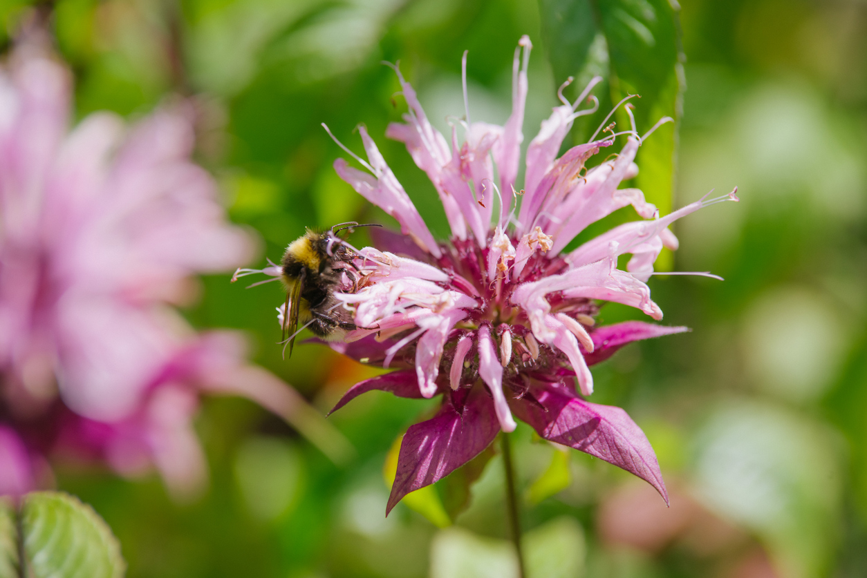 Monarda