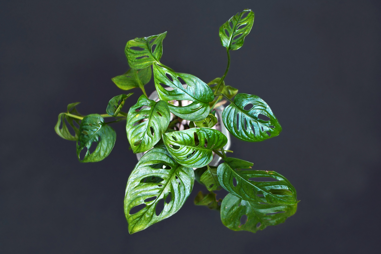 Monstera adansonii