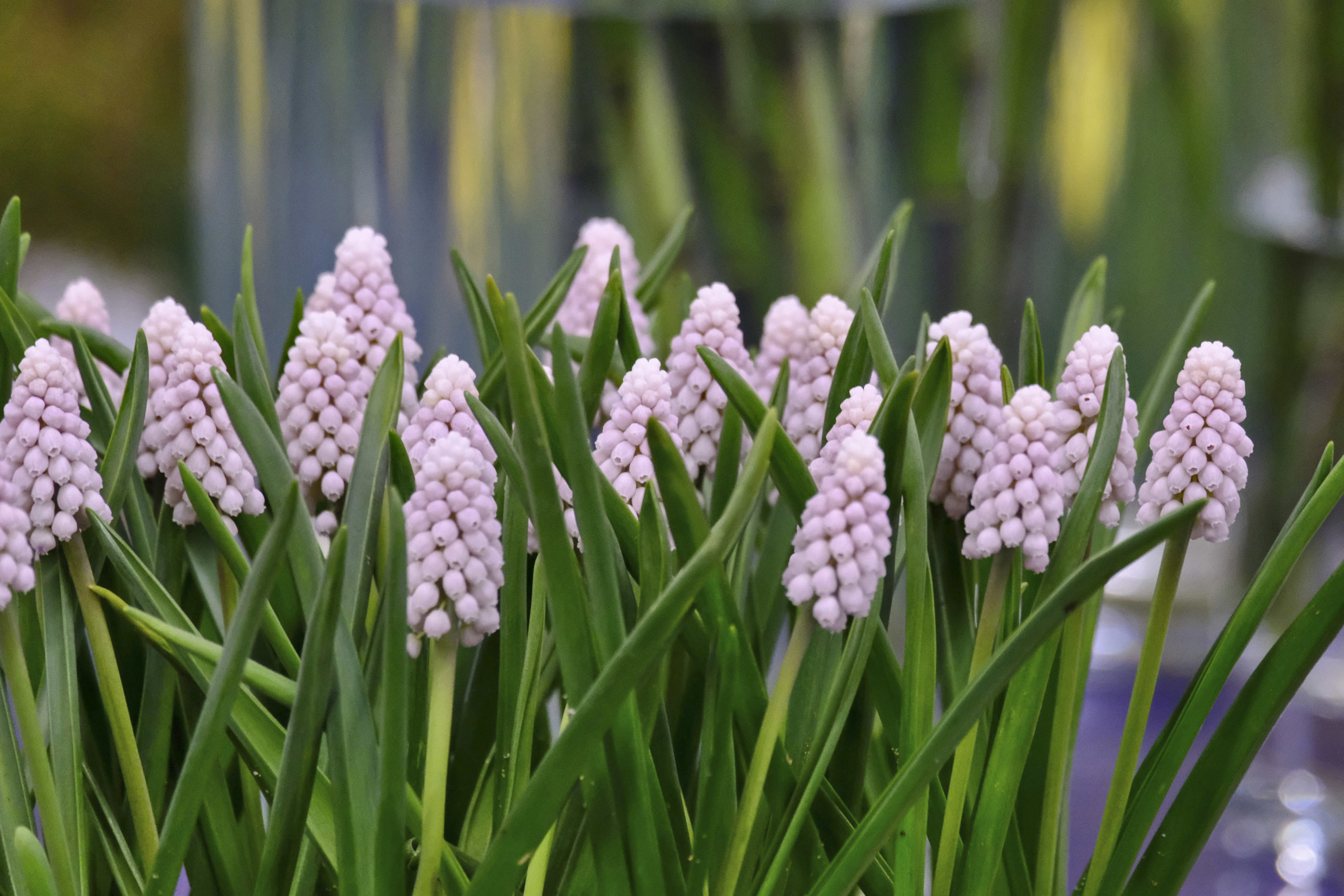Voorjaarsbloeiende bloembollen planten - Muscari 'Pink Sunrise' c