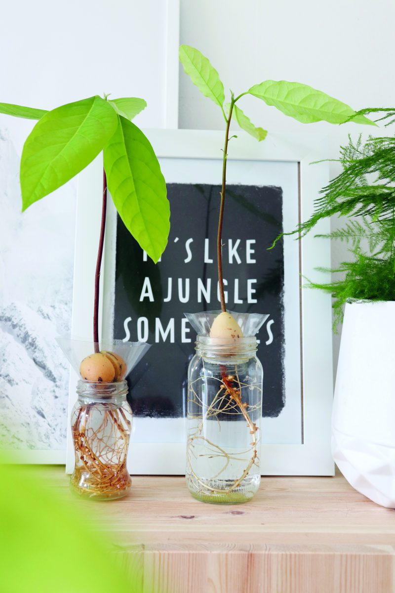 planten kweken