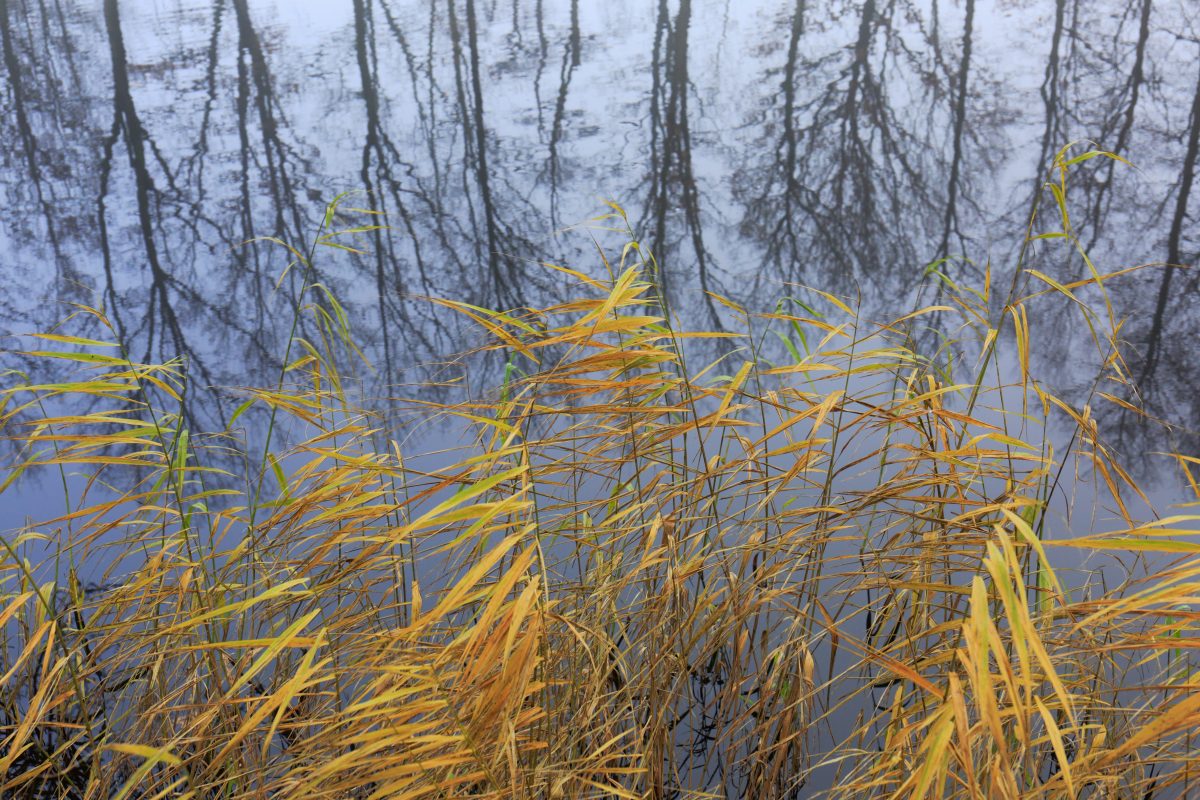 Friese Veen