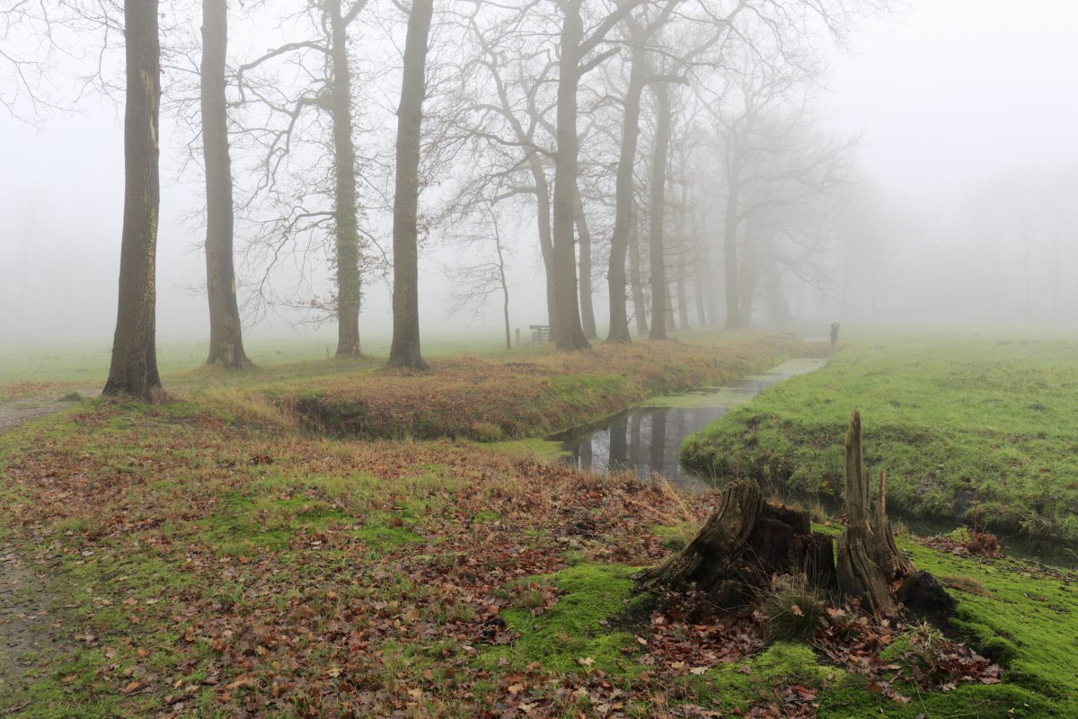 https://test-server.seasons.nl/wonen/natuur/omdat-hij-zo-prachtig-is-10-ijsvogel-weetjes/106975/
