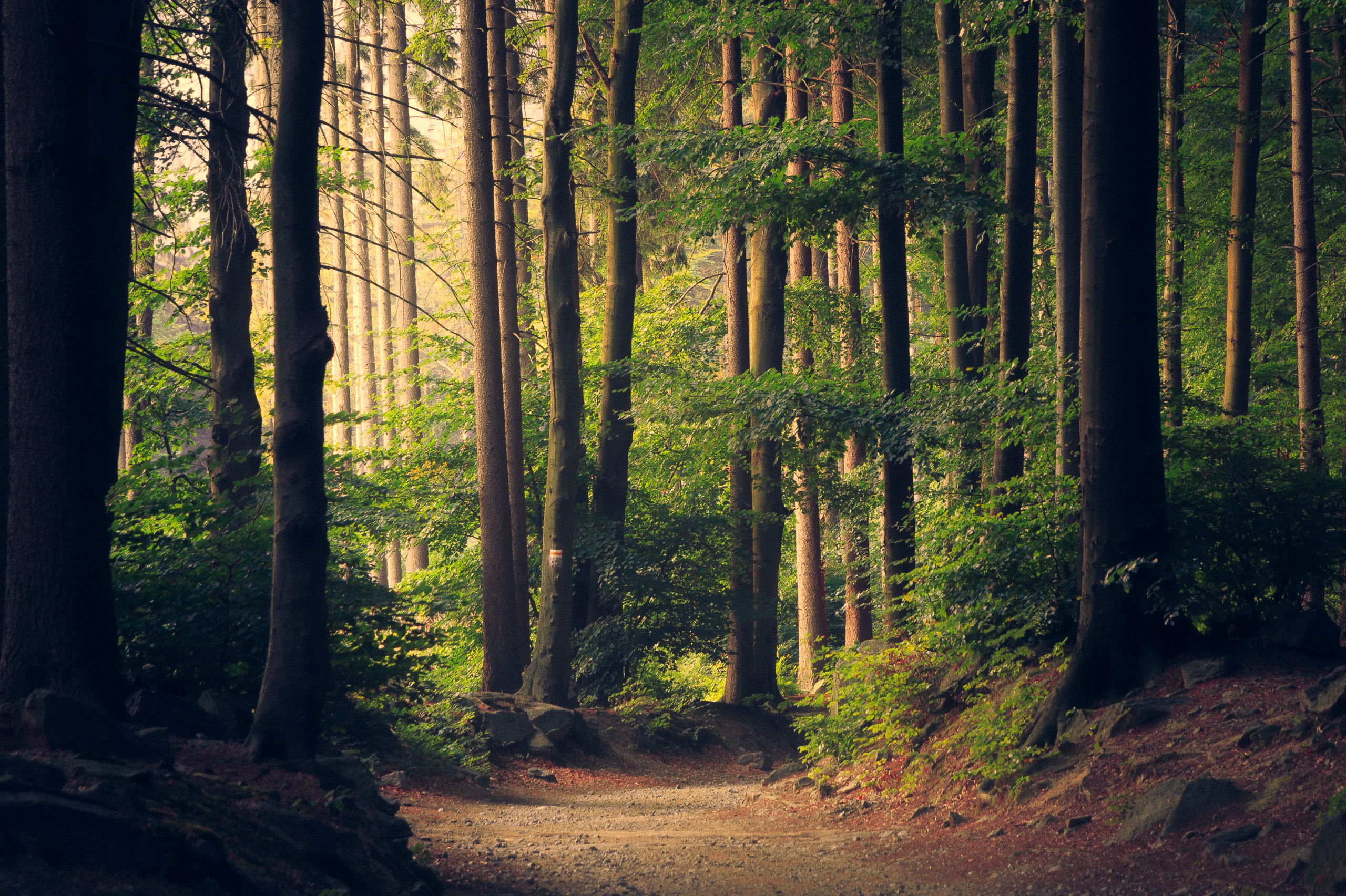 Een nature retreat is de ultieme manier om tot rust te komen en op te laden. Lijkt je dat wel wat? In september organiseert Iederal 24-uurs nature retreats.