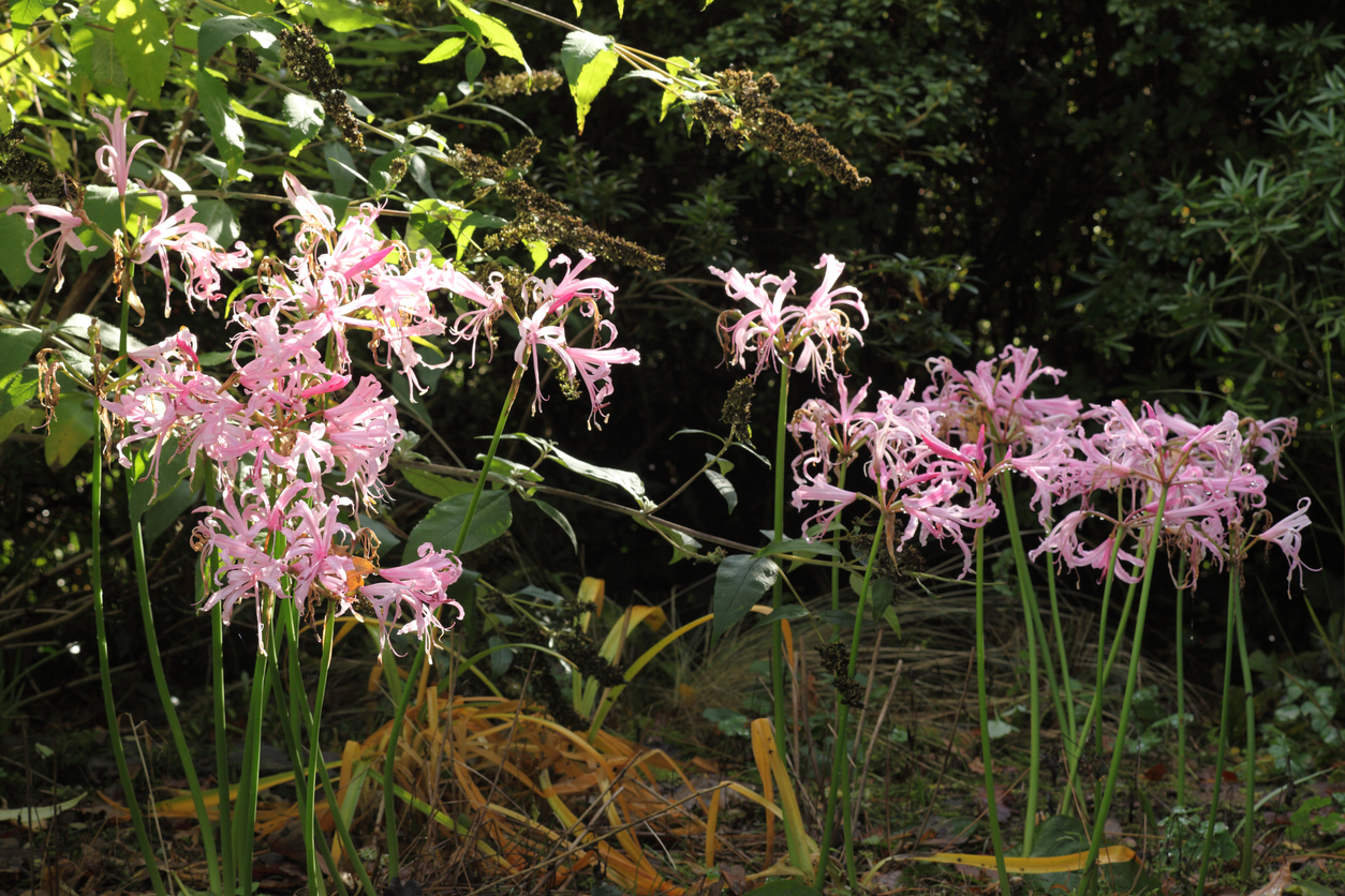 nerine