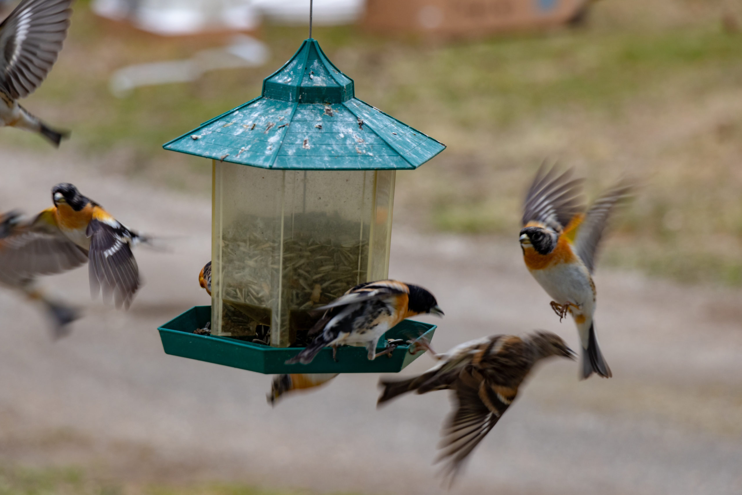 In de podcast Notenkrakers van natuurmagazine Roots wordt elke maand een vogelsoort en de geluiden die deze maakt besproken. Dit keer de keep.