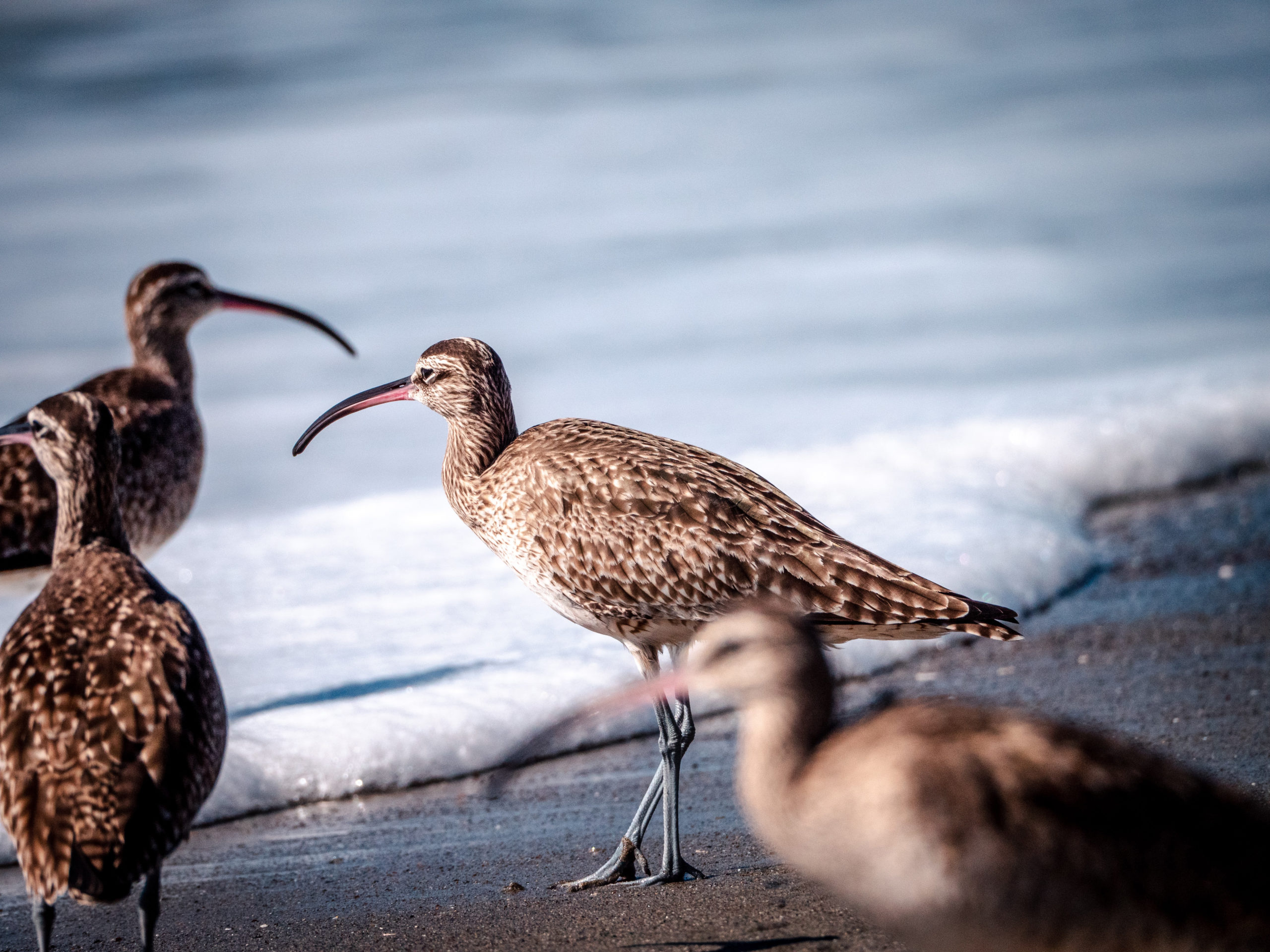 In de podcast Notenkrakers van natuurmagazine Roots wordt elke maand een vogelsoort en de geluiden die die maakt besproken. In deze aflevering de regenwulp.