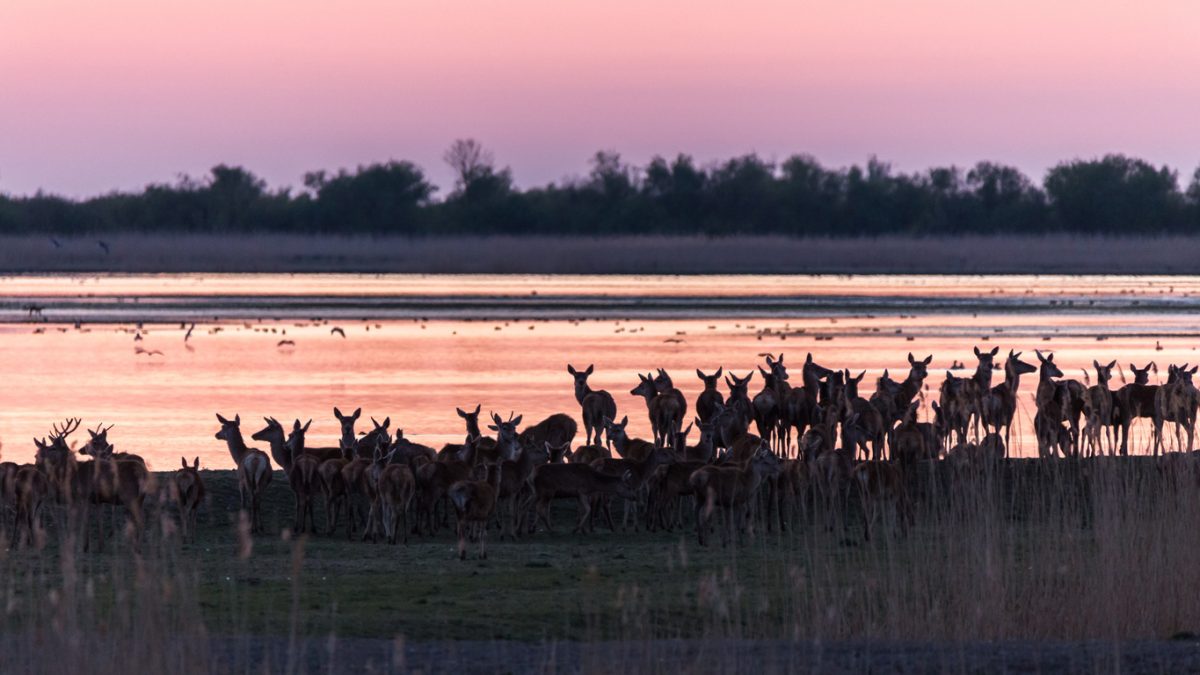 oostvaardersplassen