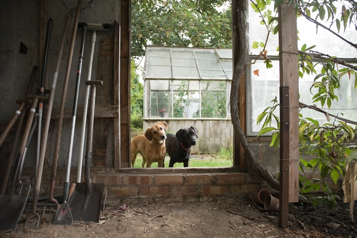 tuinklusjes voor september - tuingereedschap - honden
