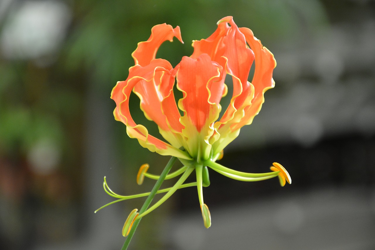 Oranje gloriosa