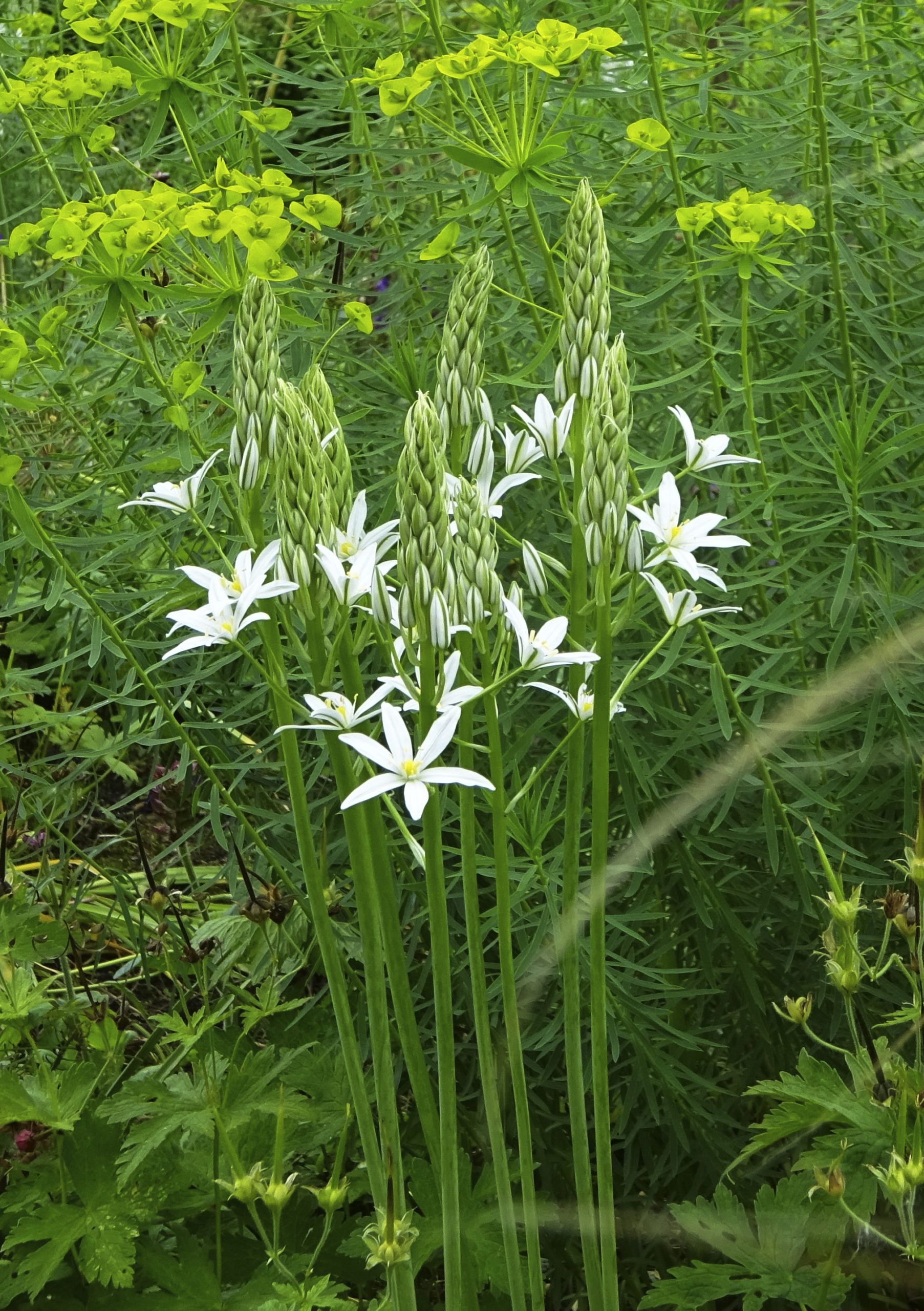 Voorjaarsbloeiende bloembollen planten - Ornithogalum 'Sochi'