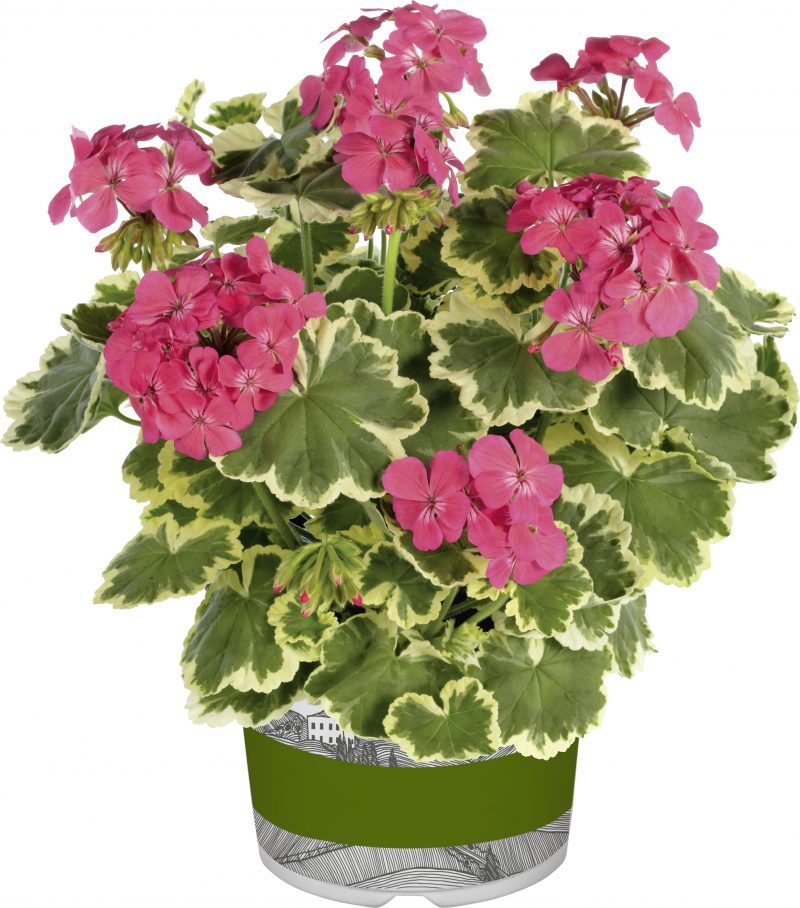 Pelargonium Madame Salleron