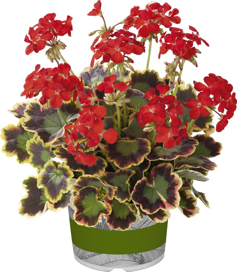 Pelargonium Mrs. Pollock
