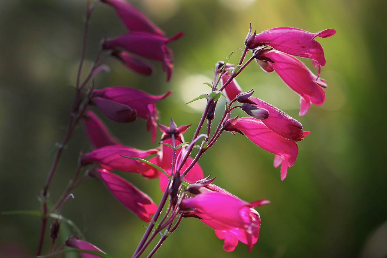 Penstemon