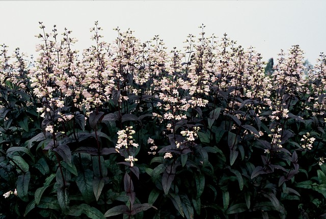 Penstemon