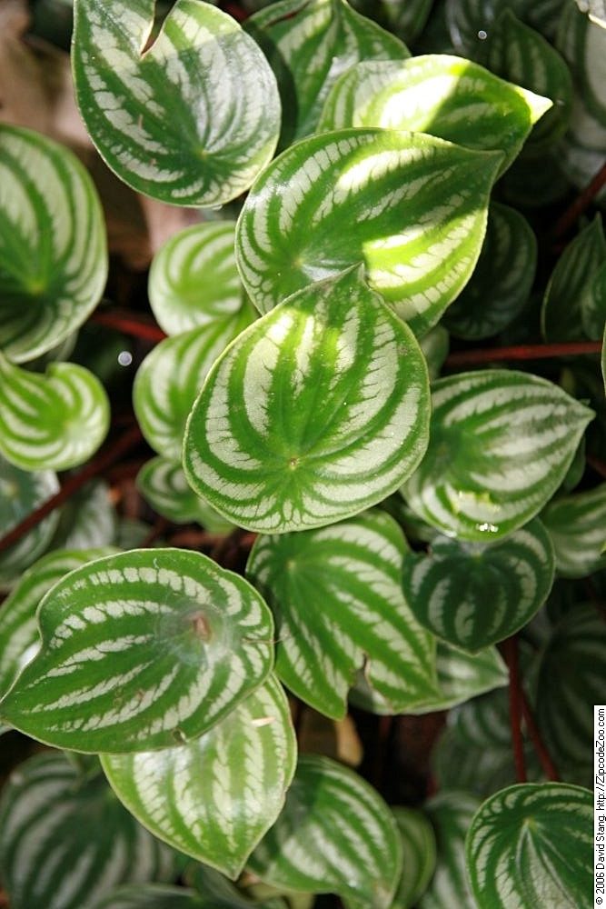 Watermeloen Peperomia