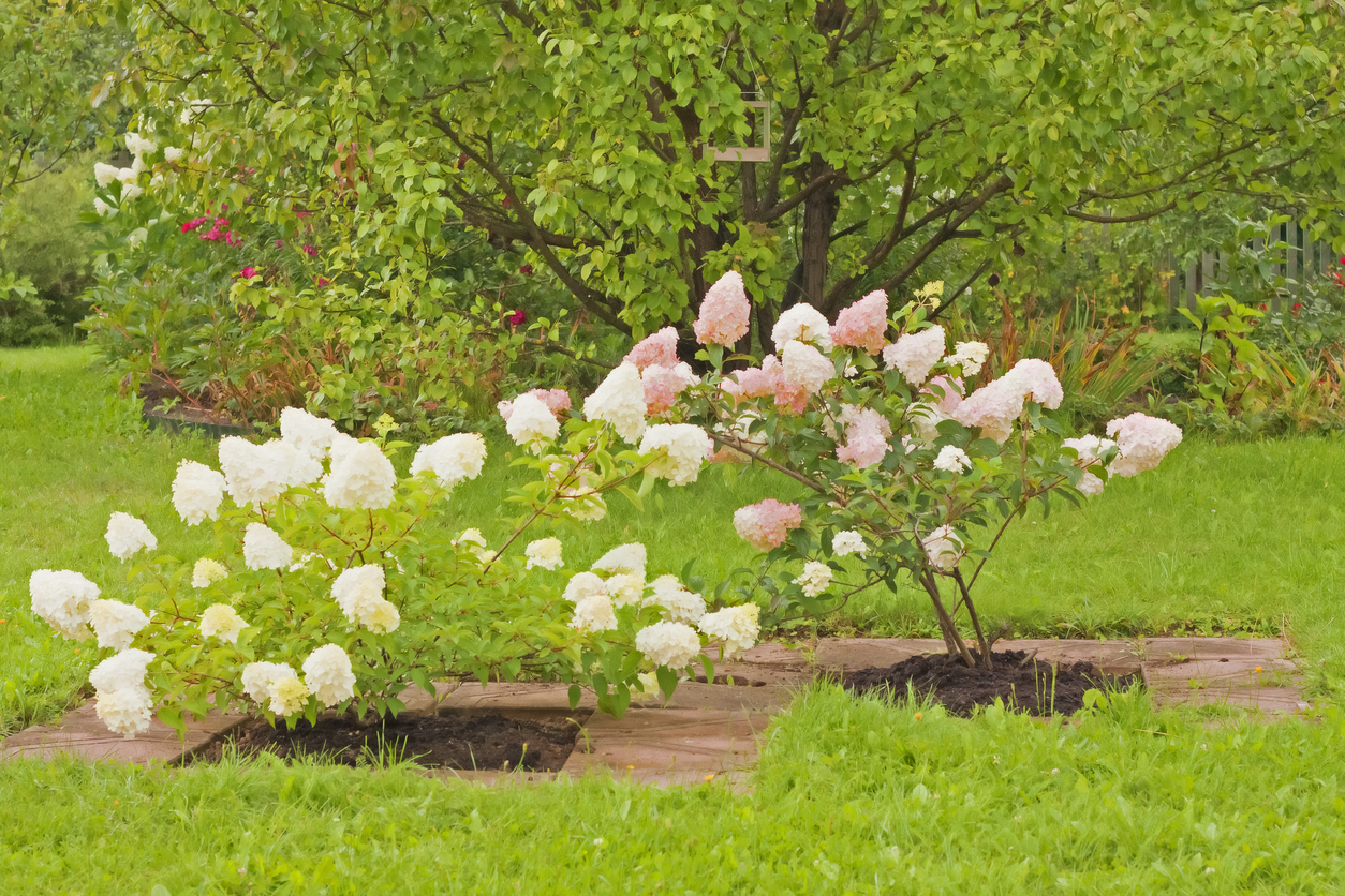 pluimhortensia