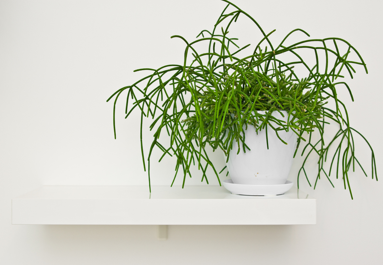 Rhipsalis