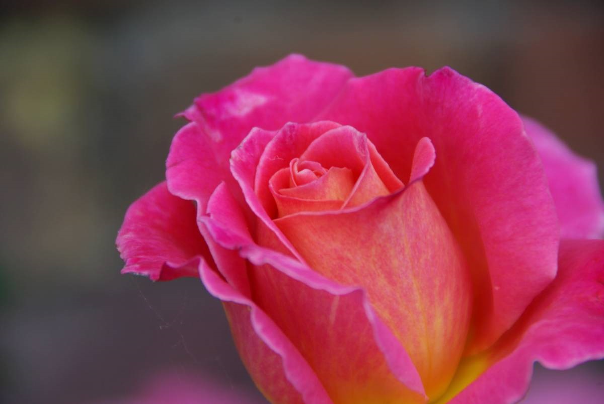 Roos Rosa 'Audrey Wilcox'