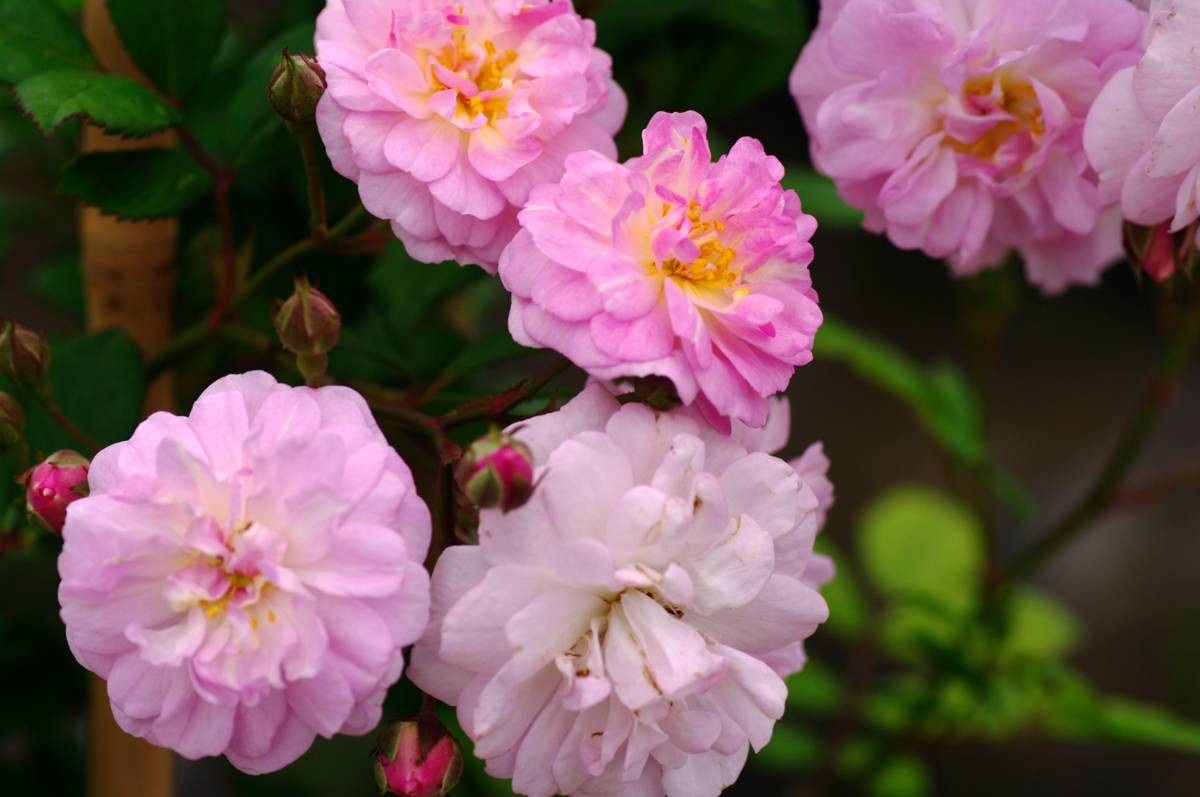 Roos Rosa 'Brise Parfum'