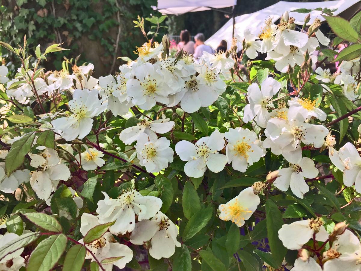 Roos Rosa 'Darlows Enigma'