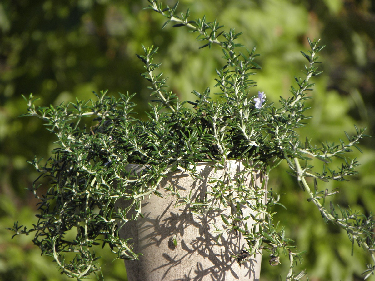 rozemarijn Capri in pot - biologische kruidenplanten