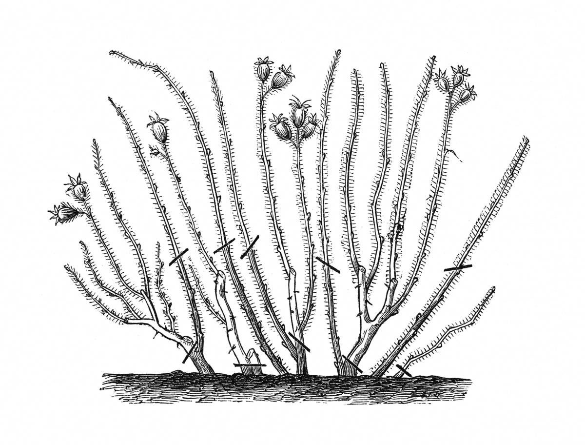 rozen snoeien - illustratie