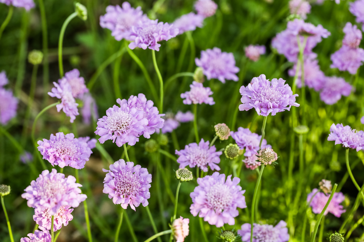 Scabiosa