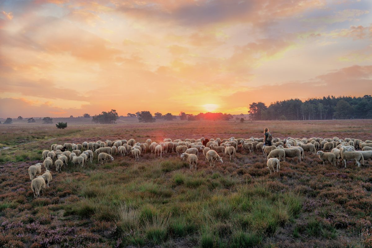 Veluwe