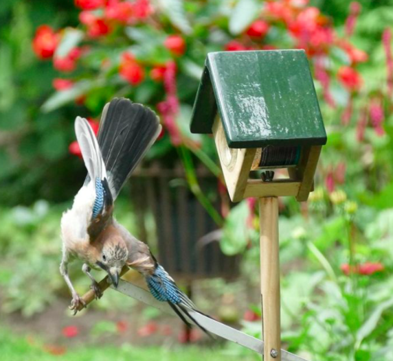 vogels in je tuin