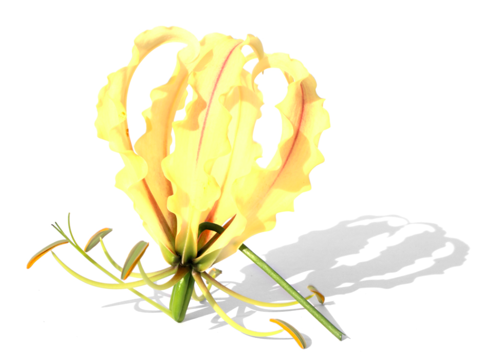 gele Gloriosa