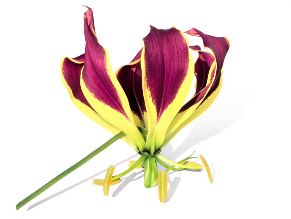 mauve gloriosa