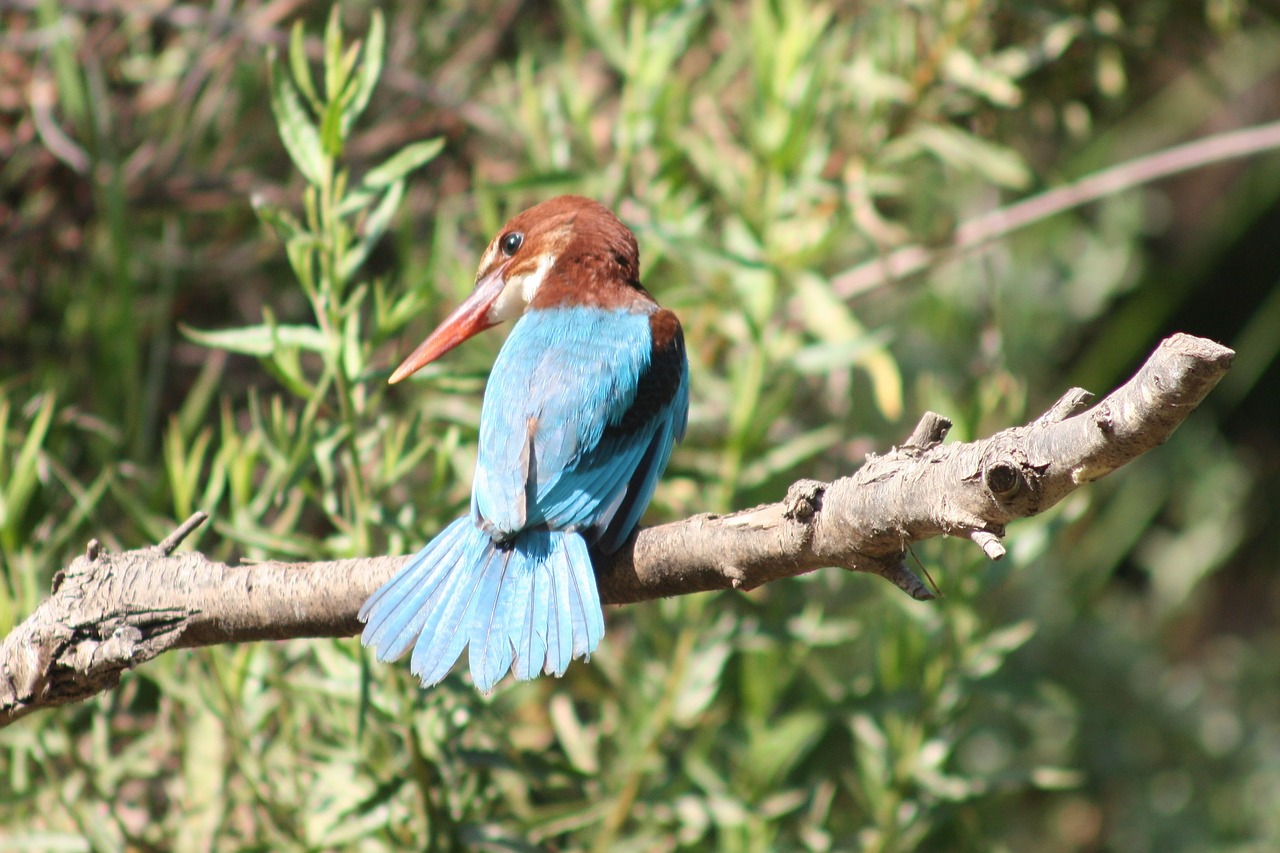 Smyrna ijsvogel