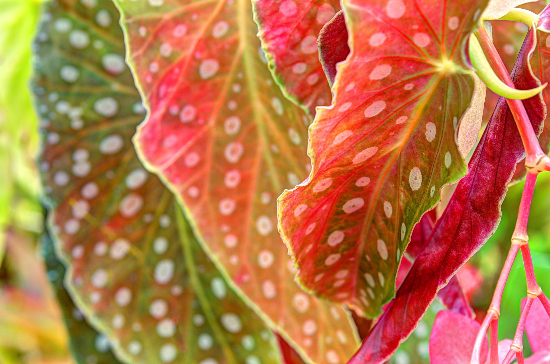 Stippenbegonia