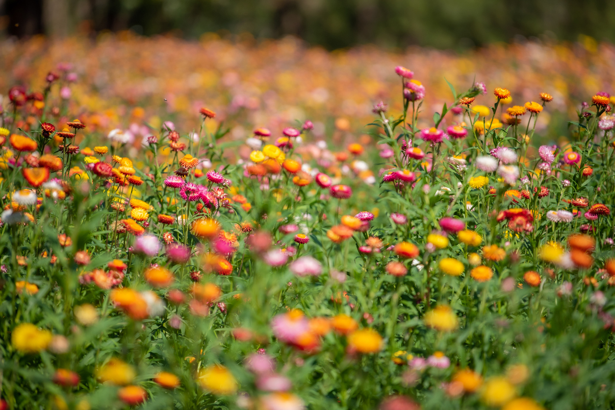 Strobloemen