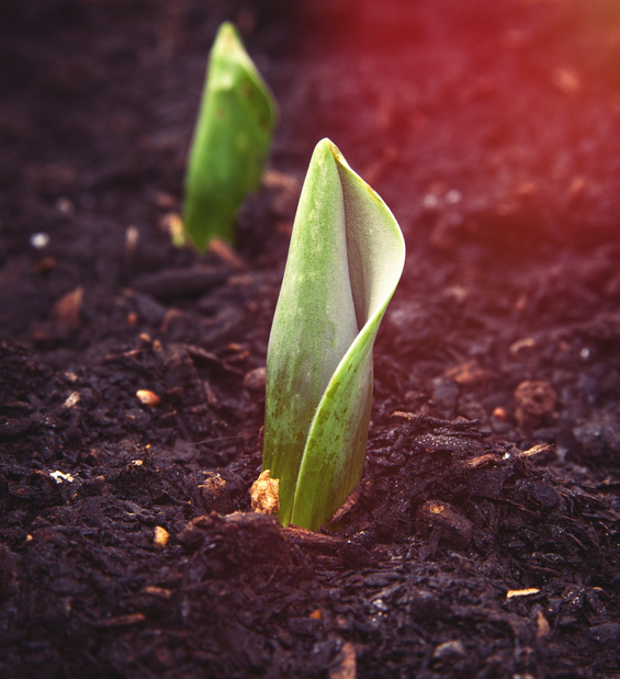 Tulpen - neuzen verschijnen