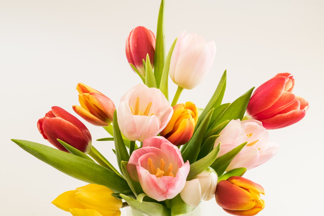 tulpen