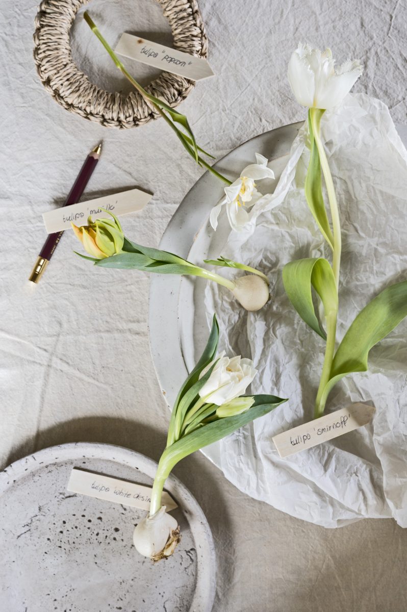 botanische tulp