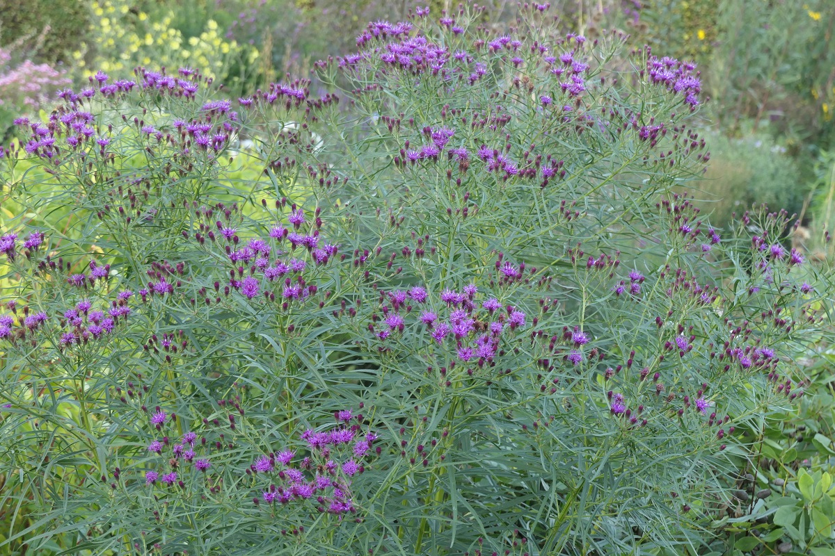 IJzerkruid Vernonia lettermannii - nazomerbloei