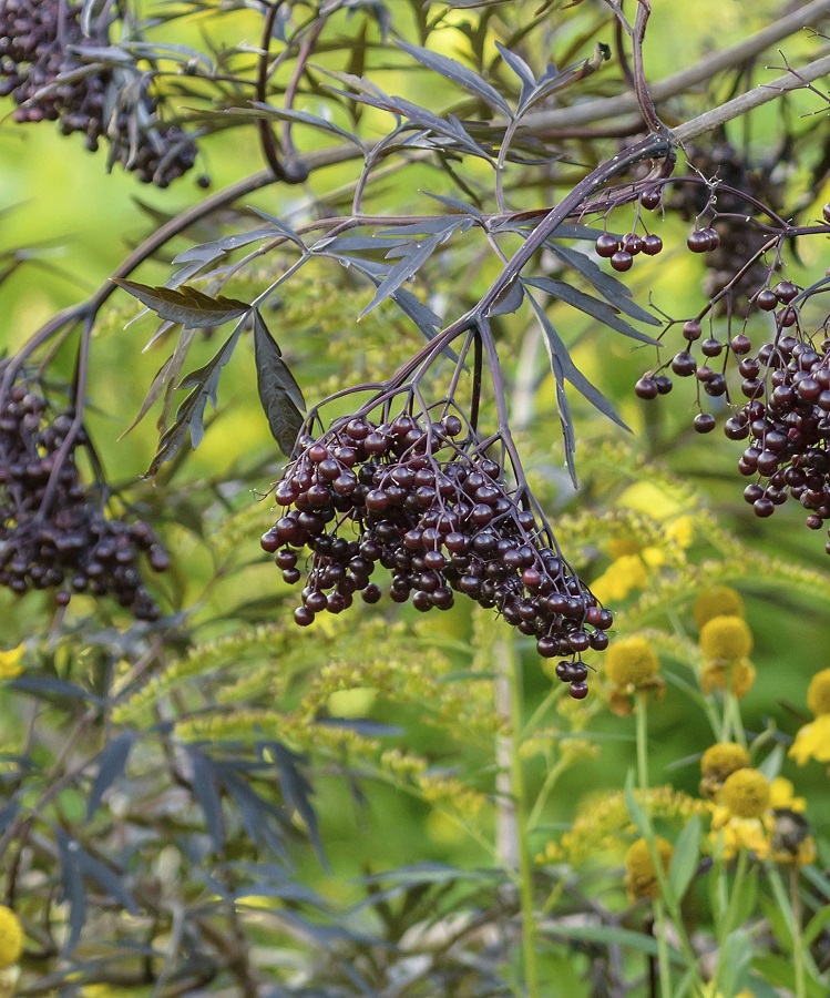 Sambucus nigra 'Black Lace' - vlierbes - donkere bessen - vogelvoer