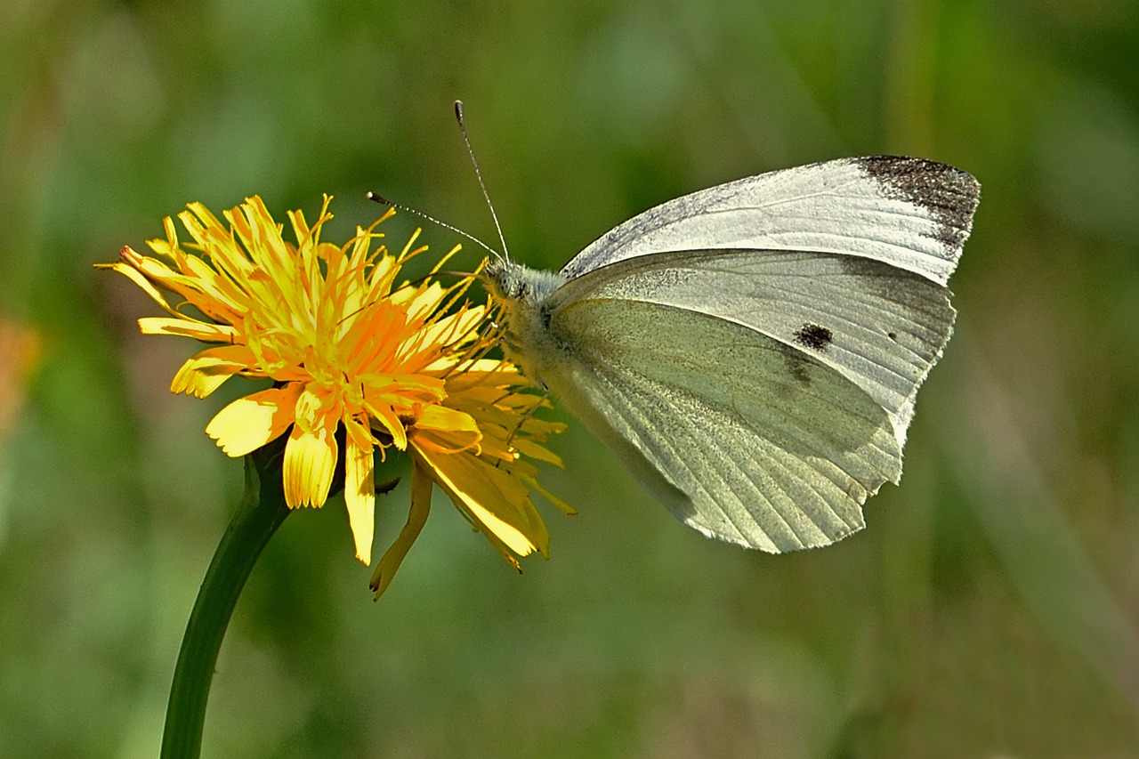 Vlinder op een paardenbloem
