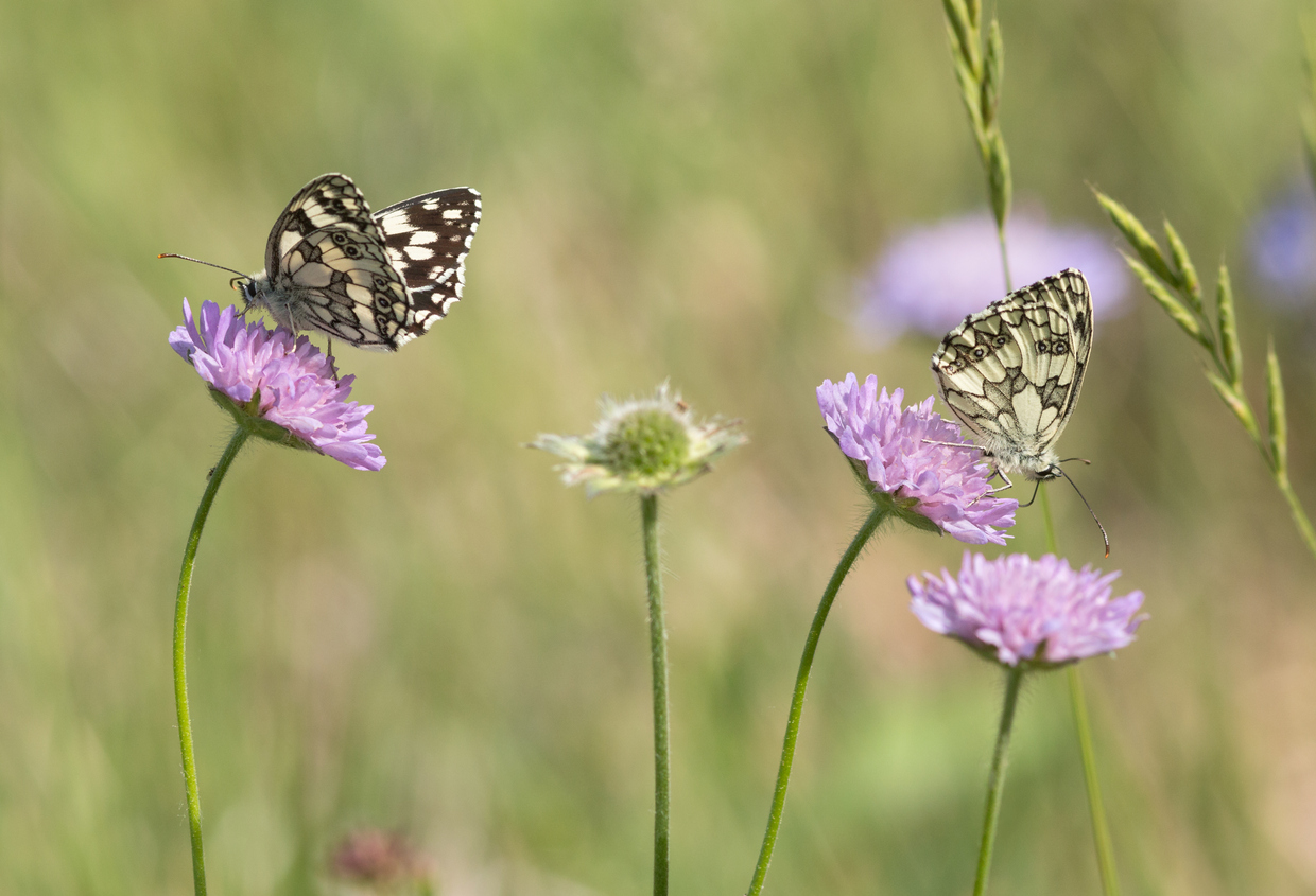 Vlinders zijn dol op de Scabiosa