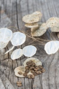 zaaddozen drogen en andere herfsttuinklusjes