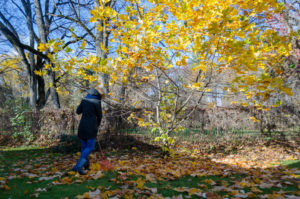 Zaaddozen drogen en andere herfsttuinklusjes