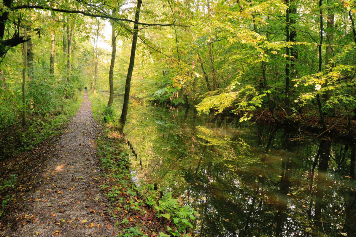 Waterloopbos