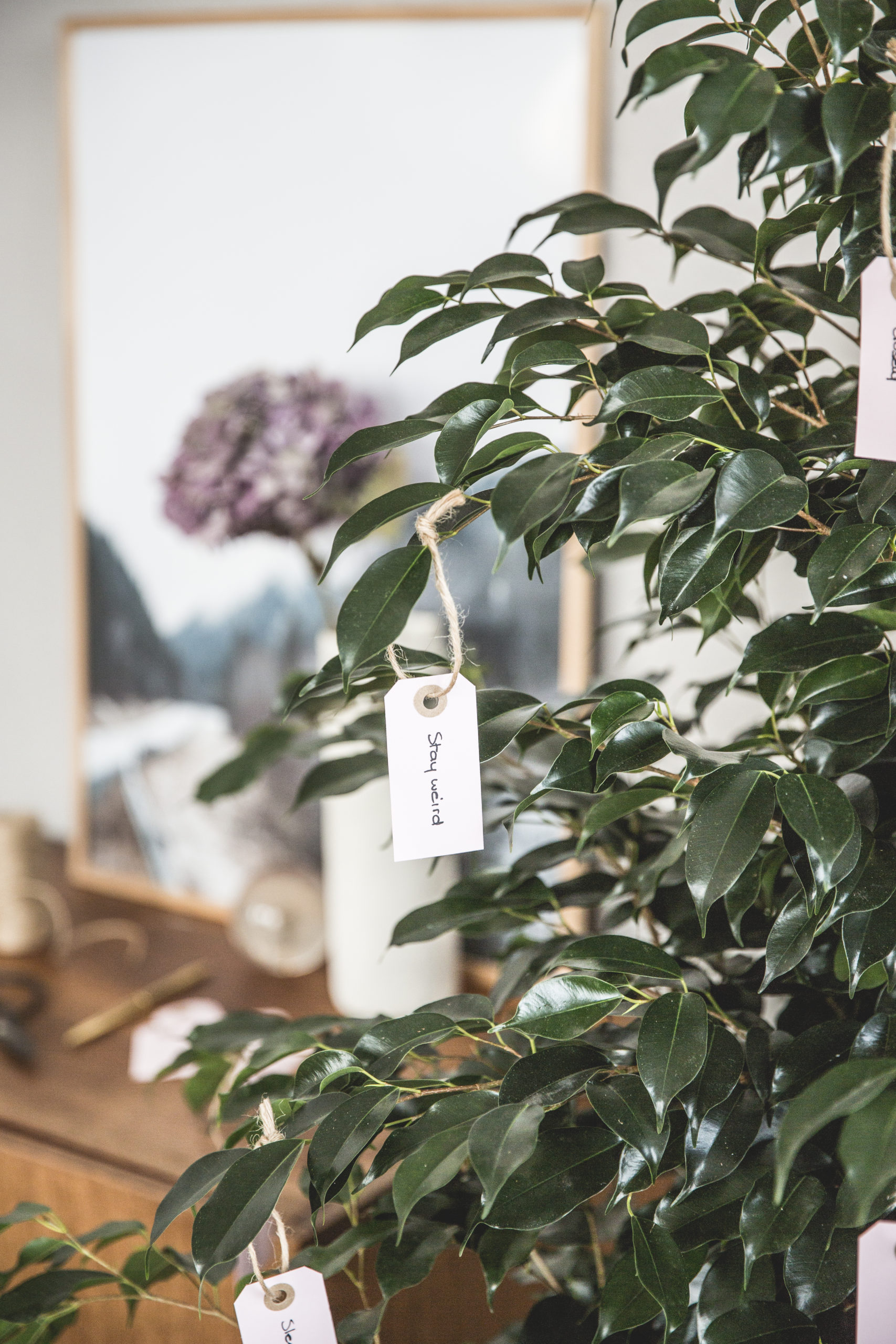goede voornemens-plant