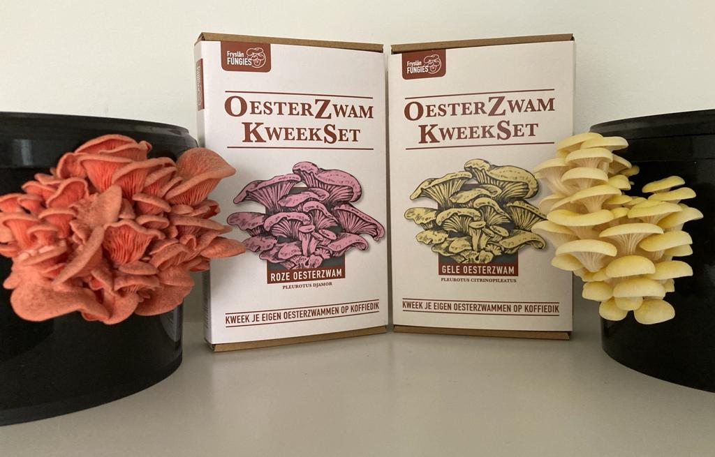 roze oesterzwammen