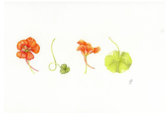 Hou je van tekenen? En hou je van planten en bloemen? Dan is de workshop botanisch tekenen op zaterdag 2 oktober in de Tuinen Mien Ruys perfect voor jou.