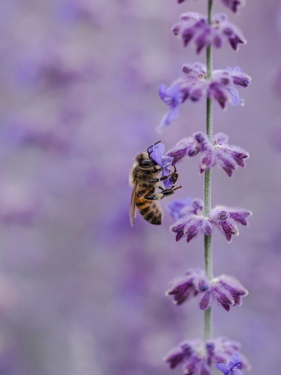 lavendel